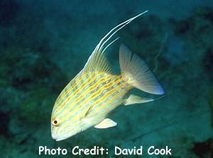 chinaman fish|Section: Fish Library: Group: Snappers: Species: .